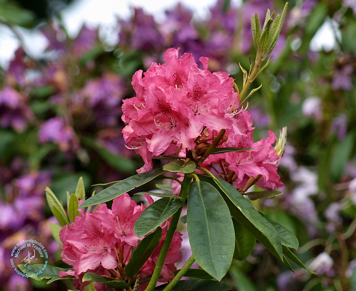 Rhododendron 9M14D-19.JPG